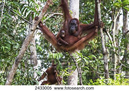 Bornean orangutan (Pongo pygmaeus) mother and infant at Tangung Harapan, Tanjung Puting National Park, Central Kalimantan, Borneo, Indonesia View Large Photo Image Stock Photography - Bornean orangutan (Pongo pygmaeus) mother and infant at Tangung Harapan, Tanjung Puting National Park, Central Kalimantan, Borneo, Indonesia. Fotosearch