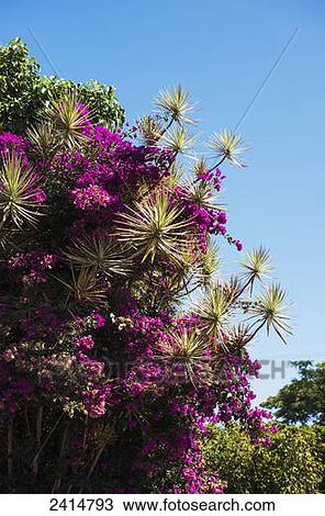 Bougainvillea blooms are common in Hawaii; Port Allen, Kauai, Hawaii, United States of America View Large Photo Image Stock Image - Bougainvillea blooms are common in Hawaii; Port Allen, Kauai, Hawaii, United States of America. Fotosearch
