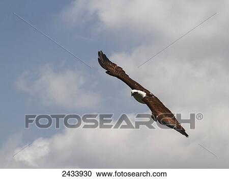 Brahminy Kite (Haliaster Indus) in flight at Bali Bird Park, Batubulan, Bali, Indonesia View Large Photo Image Stock Image - Brahminy Kite (Haliaster Indus) in flight at Bali Bird Park, Batubulan, Bali, Indonesia. Fotosearch