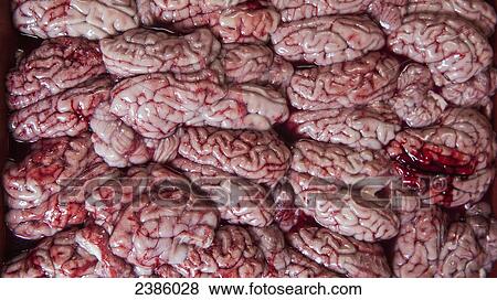 Stock Photo - Brains for sale at a market; Phnom Penh, Cambodia. Fotosearch