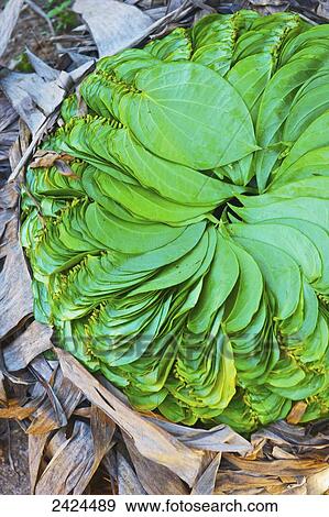Stock Photo - Bright green leaves laid out in a spiral design in a pile; Ulpotha, Embogama, Sri Lanka. Fotosearch