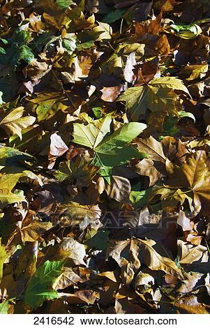 Brown and green fallen leaves on the ground in autumn; Ireland View Large Photo Image Stock Image - Brown and green fallen leaves on the ground in autumn; Ireland. Fotosearch