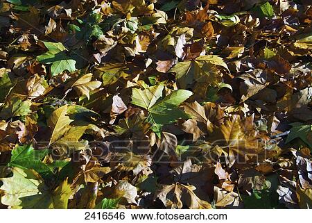 Stock Photograph - Brown and green fallen leaves on the ground in autumn; Ireland. Fotosearch