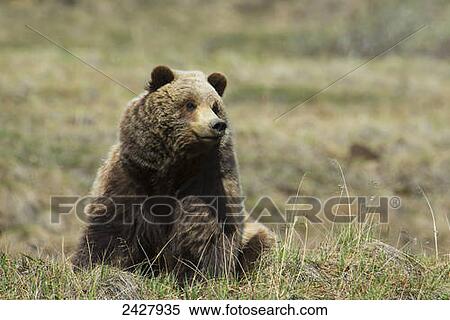 Brown bear sits and watches in Denali National Park in springtime; Alaska, United States of America View Large Photo Image Stock Photography - Brown bear sits and watches in Denali National Park in springtime; Alaska, United States of America. Fotosearch