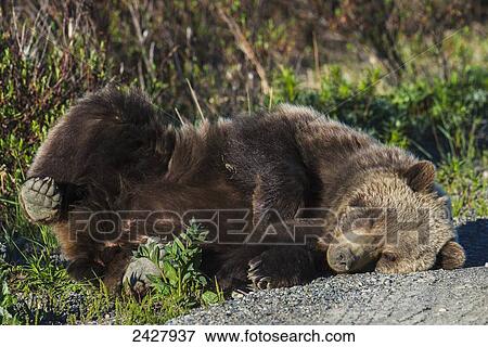 Stock Photo - Brown bear (ursus arctos) takes a break laying beside the Denali highway in Denali National Park in Springtime; Alaska, United States of America. Fotosearch