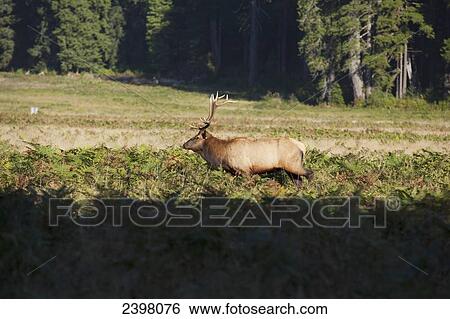 Bull Elk (Cervus canadensis) in Elk Meadow, near Muscle Point and Prarie Creek, Redwoods National Park; California, United States of America View Large Photo Image Stock Photograph - Bull Elk (Cervus canadensis) in Elk Meadow, near Muscle Point and Prarie Creek, Redwoods National Park; California, United States of America. Fotosearch