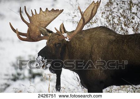 Bull moose with snow on it's nose; Alaska, United States of America View Large Photo Image Stock Image - Bull moose with snow on it's nose; Alaska, United States of America. Fotosearch