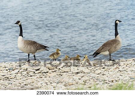 Canada geese (Branta canadensis) on the rocky shore of the golf course pond with their goslings, Hecla-Grindstone Provincial Park; Riverton, Manitoba, Canada View Large Photo Image Picture - Canada geese (Branta canadensis) on the rocky shore of the golf course pond with their goslings, Hecla-Grindstone Provincial Park; Riverton, Manitoba, Canada. Fotosearch