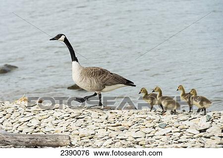 Stock Photograph - Canada geese (Branta canadensis) on the rocky shore of the golf course pond with their goslings, Hecla-Grindstone Provincial Park; Riverton, Manitoba, Canada. Fotosearch