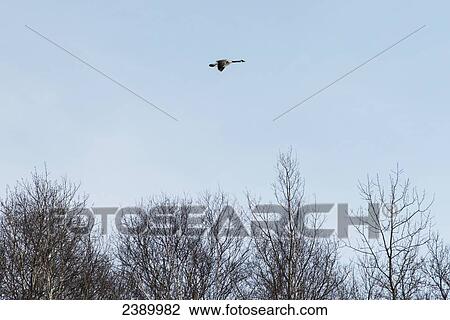 Canada goose (Branta canadensis) flies in a blue sky over leafless trees in winter; Riverton, Manitoba, Canada View Large Photo Image Stock Image - Canada goose (Branta canadensis) flies in a blue sky over leafless trees in winter; Riverton, Manitoba, Canada. Fotosearch