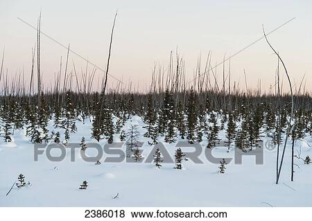 Stock Photo - Canadian muskeg at sunrise; Fort Nelson, British Columbia, Canada. Fotosearch