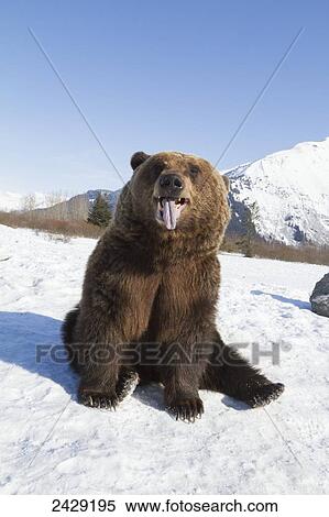 Stock Photography - Captive adult Brown bear in snow at the Alaska Wildlife Conservation Center in Portage, Southcentral Alaska, Spring. Fotosearch