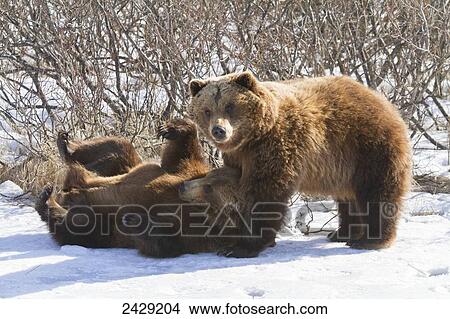 Captive at the Alaska Wildlife Conservation Center in Portage Alaska in Southcentral Alaska. Pair of Brown bear's playing in snow. View Large Photo Image Picture - Captive at the Alaska Wildlife Conservation Center in Portage Alaska in Southcentral Alaska. Pair of Brown bear's playing in snow.. Fotosearch