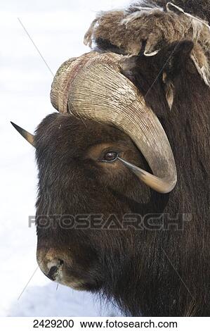 Stock Image - Captive at the Alaska Wildlife Conservation Center in Portage Alaska in Southcentral Alaska. Portrait of a Muskox bull. Good head shot. Winter.. Fotosearch