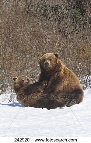 Stock Image - Captive at the Alaska Wildlife Conservation Center in Portage Alaska in Southcentral Alaska. Pair of Brown bear's playing in snow.. Fotosearch