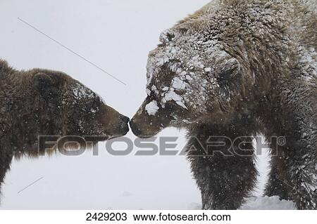Captive at the Alaska Wildlife Conservation Center in Portage Alaska in Southcentral Alaska. Pair of Brown bear's playing in snow. View Large Photo Image Stock Image - Captive at the Alaska Wildlife Conservation Center in Portage Alaska in Southcentral Alaska. Pair of Brown bear's playing in snow.. Fotosearch