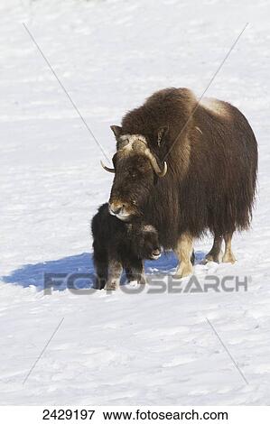Stock Photo - Captive at the Alaska Wildlife Conservation Center in Portage Alaska in Southcentral Alaska. A cow muskox and her newborn calf in snow. Was an early April birth for the calf. Muskoxen.. Fotosearch