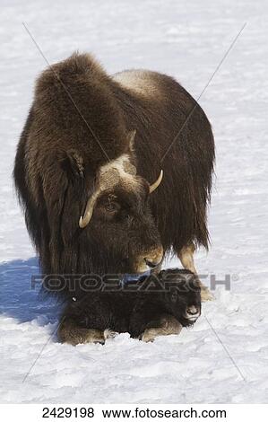 Captive at the Alaska Wildlife Conservation Center in Portage Alaska in Southcentral Alaska. A cow muskox and her newborn calf in snow. Was an early April birth for the calf. Muskoxen. View Large Photo Image Stock Photo - Captive at the Alaska Wildlife Conservation Center in Portage Alaska in Southcentral Alaska. A cow muskox and her newborn calf in snow. Was an early April birth for the calf. Muskoxen.. Fotosearch