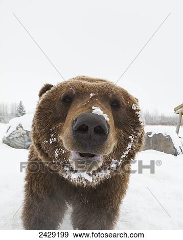 Captive at the Alaska Wildlife Conservation Center in Portage Alaska in Southcentral Alaska. Face photo of mature Brown bear. Bear. View Large Photo Image Stock Photo - Captive at the Alaska Wildlife Conservation Center in Portage Alaska in Southcentral Alaska. Face photo of mature Brown bear. Bear.. Fotosearch