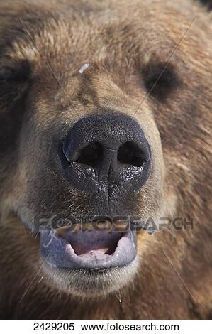 Captive mature Brown bear at the Alaska Wildlife Conservation Center in Portage Alaska in Southcentral Alaska. View Large Photo Image Stock Photography - Captive mature Brown bear at the Alaska Wildlife Conservation Center in Portage Alaska in Southcentral Alaska.. Fotosearch