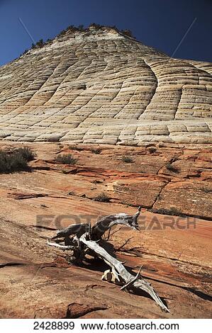 Checkerboard Mesa from Zion Mt. Carmel Highway, Zion National Park; Utah, United States of America View Large Photo Image Stock Photo - Checkerboard Mesa from Zion Mt. Carmel Highway, Zion National Park; Utah, United States of America. Fotosearch