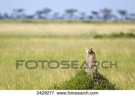 Stock Photo - Cheetah sitting in the serengeti plains landscape located in Tanzania with it's head turned back to the camera; Tanzania. Fotosearch