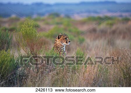 Stock Image - Cheetah sitting in the tall grass; South Africa. Fotosearch
