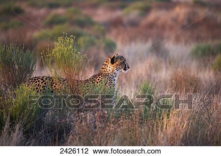 Cheetah watching in the tall grass; South Africa View Large Photo Image Stock Image - Cheetah watching in the tall grass; South Africa. Fotosearch