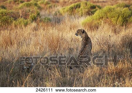 Cheetah with her babies; South Africa View Large Photo Image Stock Image - Cheetah with her babies; South Africa. Fotosearch
