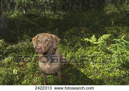 Stock Image - Chesepeak Bay Retriever sitting in a forest waiting for a stick to be thrown in summer, Moose Pass, Kenai Peninsula; Southcentral Alaska, United States of America. Fotosearch