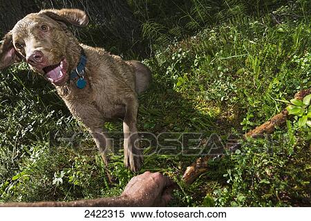 Stock Photography - Chesepeak Bay Retriever sitting in a forest waiting for a stick to be thrown in summer, Moose Pass, Kenai Peninsula; Southcentral Alaska, United States of America. Fotosearch