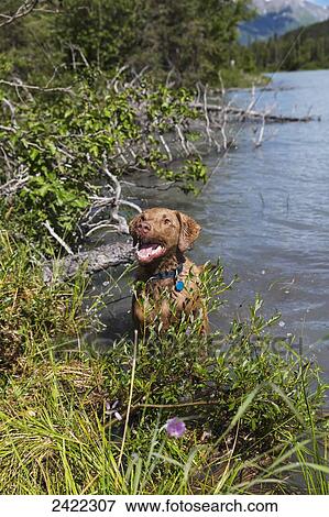 Chesepeak Bay Retriever standing in lake water in summer, Moose Pass, Kenai Peninsula; Southcentral Alaska, United States of America View Large Photo Image Stock Photo - Chesepeak Bay Retriever standing in lake water in summer, Moose Pass, Kenai Peninsula; Southcentral Alaska, United States of America. Fotosearch