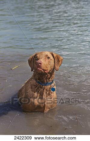 Chesepeak Bay Retriever standing in lake water in summer, Moose Pass, Kenai Peninsula; Southcentral Alaska, United States of America View Large Photo Image Stock Photo - Chesepeak Bay Retriever standing in lake water in summer, Moose Pass, Kenai Peninsula; Southcentral Alaska, United States of America. Fotosearch
