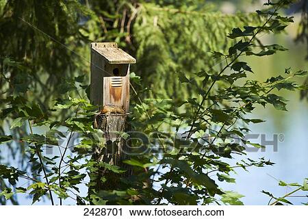 Chipmunk Feeding At A Wooden Bird Feeder Severn Falls Ontario