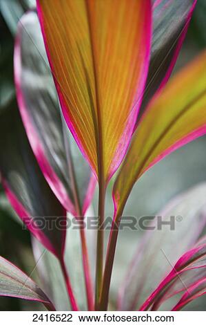 Close up of a brightly coloured leaf on a plant; Carlisle Bay, Antigua View Large Photo Image Stock Image - Close up of a brightly coloured leaf on a plant; Carlisle Bay, Antigua. Fotosearch