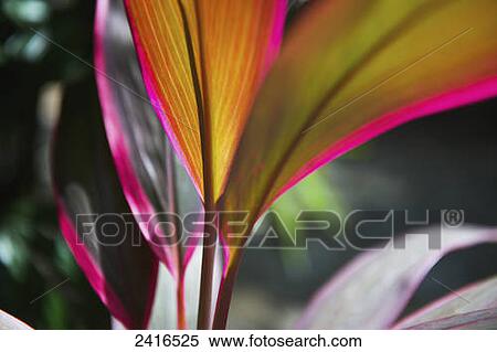 Close up of a brightly coloured leaf on a plant; Carlisle Bay, Antigua View Large Photo Image Stock Photography - Close up of a brightly coloured leaf on a plant; Carlisle Bay, Antigua. Fotosearch