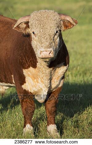 Close up of a bull cattle in a field; Airdrie, Alberta, Canada View Large Photo Image Stock Photo - Close up of a bull cattle in a field; Airdrie, Alberta, Canada. Fotosearch