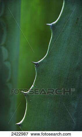 Close up of a cactus leaf; Mendoza, Argentina View Large Photo Image Stock Photo - Close up of a cactus leaf; Mendoza, Argentina. Fotosearch