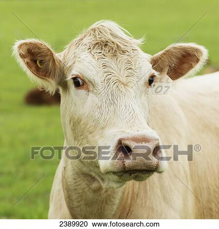 Close up of a cow standing in a green field; Manitoba, Canada View Large Photo Image Stock Image - Close up of a cow standing in a green field; Manitoba, Canada. Fotosearch