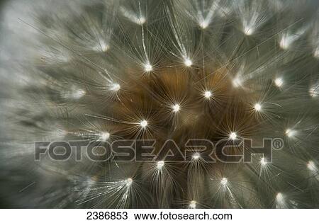 Close up of a dandelion seed head; Astoria, Oregon, United States of America View Large Photo Image Stock Image - Close up of a dandelion seed head; Astoria, Oregon, United States of America. Fotosearch