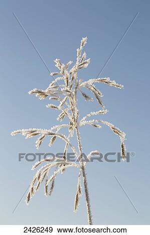 Stock Photo - Close up of a dried frosted grain plant with seeds and blue sky; Alberta, Canada. Fotosearch