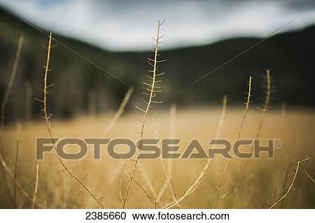 Close up of a dry plant with the hills of the Okanagan Valley blurred in the background; Peachland, British Columbia, Canada View Large Photo Image Stock Image - Close up of a dry plant with the hills of the Okanagan Valley blurred in the background; Peachland, British Columbia, Canada. Fotosearch