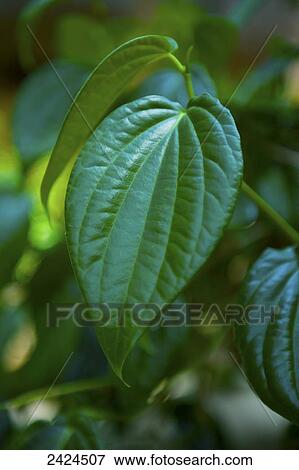 Stock Photo - Close up of a green leaf; Ulpotha, Embogama, Sri Lanka. Fotosearch