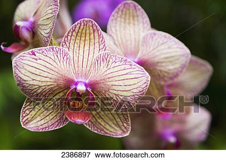 Close up of a pink and white orchid; Island of Hawaii, Hawaii, United States of America View Large Photo Image Stock Photo - Close up of a pink and white orchid; Island of Hawaii, Hawaii, United States of America. Fotosearch