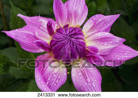 Stock Image - Close up of a pink dahlia flower in bloom; United Kingdom. Fotosearch