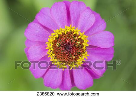 Close up of a pink flower, Japanese Anemone (Anemone hupehensis); Manitoba, Canada View Large Photo Image Stock Image - Close up of a pink flower, Japanese Anemone (Anemone hupehensis); Manitoba, Canada. Fotosearch