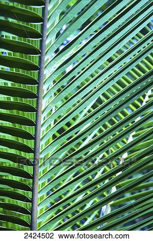 Stock Image - Close up of a plant frond; Ulpotha, Embogama, Sri Lanka. Fotosearch