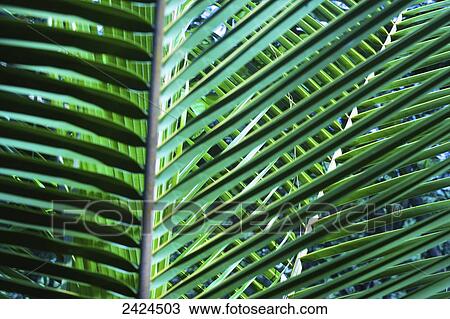 Close up of a plant frond; Ulpotha, Embogama, Sri Lanka View Large Photo Image Stock Image - Close up of a plant frond; Ulpotha, Embogama, Sri Lanka. Fotosearch