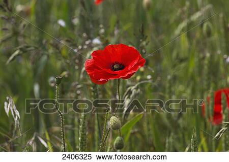 Close up of a red poppy blossoming; Northumberland, England View Large Photo Image Stock Photography - Close up of a red poppy blossoming; Northumberland, England. Fotosearch