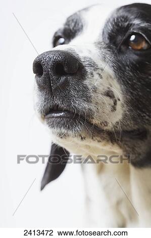 Close up of a senior springer spaniel mix dog; Parry Sound, Ontario, Canada View Large Photo Image Stock Image - Close up of a senior springer spaniel mix dog; Parry Sound, Ontario, Canada. Fotosearch